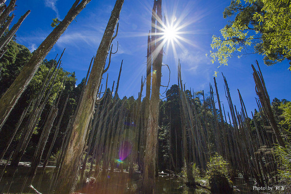忘憂森林：【人像寫真】｛南投｝艷夏。忘憂森林