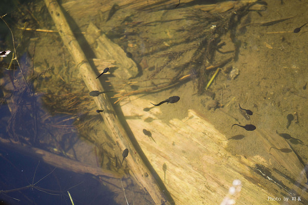 忘憂森林：【人像寫真】｛南投｝艷夏。忘憂森林