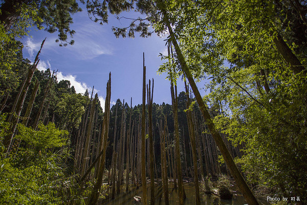 忘憂森林：【人像寫真】｛南投｝艷夏。忘憂森林