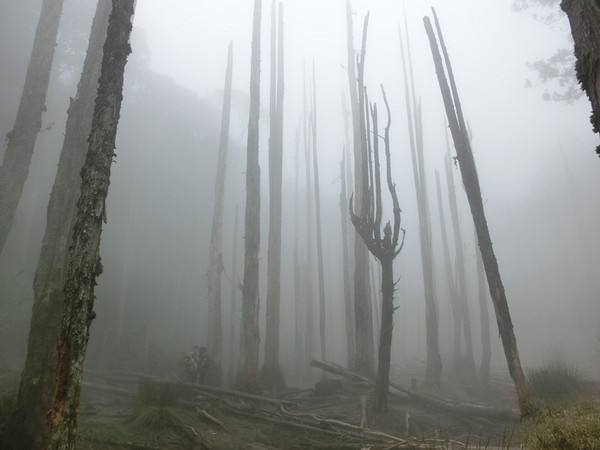 忘憂森林：【南投遊記】煙雨濛濛迷霧似幻的人間仙境@忘憂森林