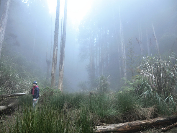 忘憂森林：【南投遊記】煙雨濛濛迷霧似幻的人間仙境@忘憂森林