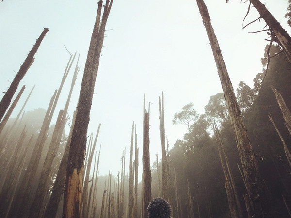 忘憂森林：【南投遊記】煙雨濛濛迷霧似幻的人間仙境@忘憂森林