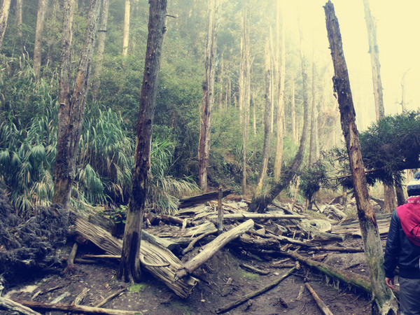 忘憂森林：【南投遊記】煙雨濛濛迷霧似幻的人間仙境@忘憂森林