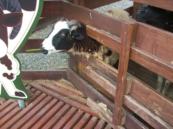 淨園休閒農場：走！來去給動物看~