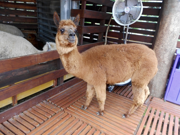 淨園休閒農場：走！來去給動物看~
