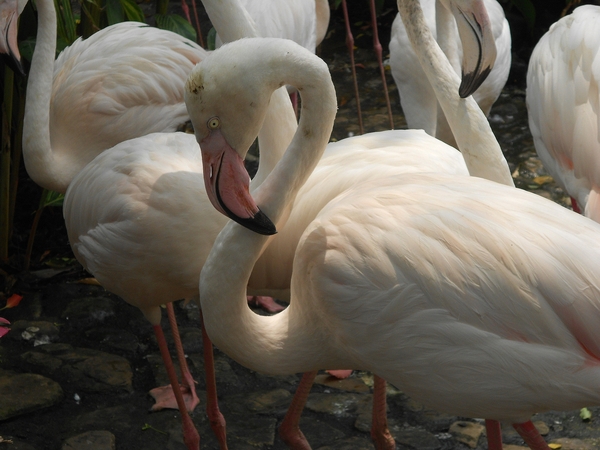 淨園休閒農場：走！來去給動物看~