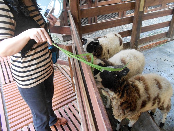 淨園休閒農場：走！來去給動物看~