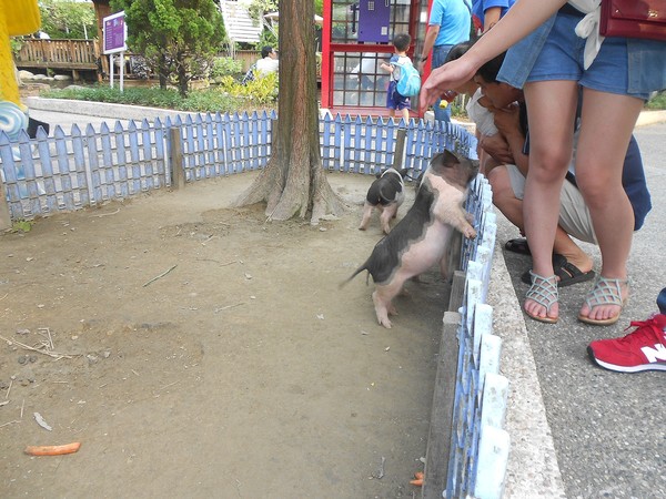淨園休閒農場：走！來去給動物看~