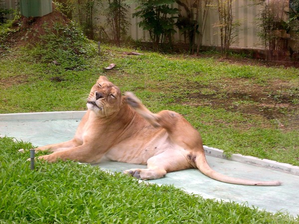 淨園休閒農場：走！來去給動物看~