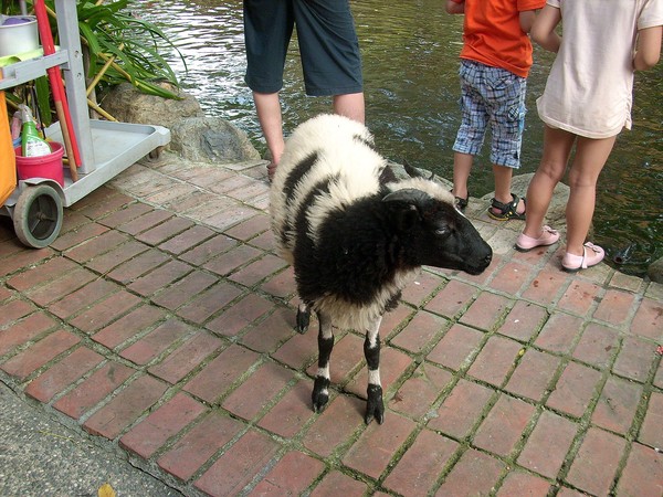 淨園休閒農場：走！來去給動物看~