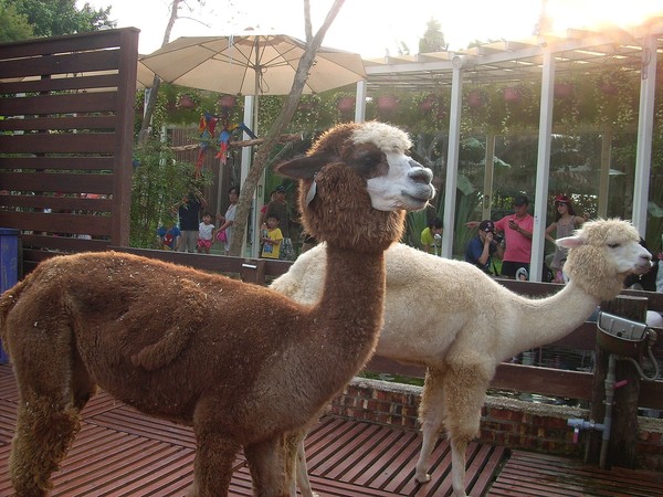 淨園休閒農場：走！來去給動物看~