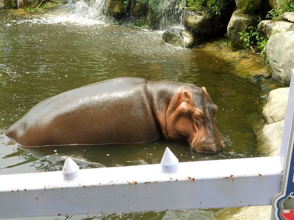 淨園休閒農場：走！來去給動物看~