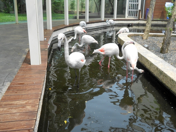 淨園休閒農場：走！來去給動物看~