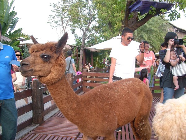 淨園休閒農場：走！來去給動物看~
