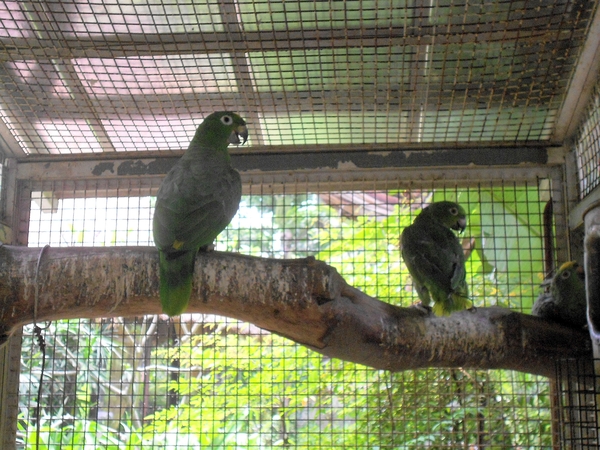 淨園休閒農場：走！來去給動物看~
