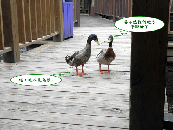 淨園休閒農場：走！來去給動物看~