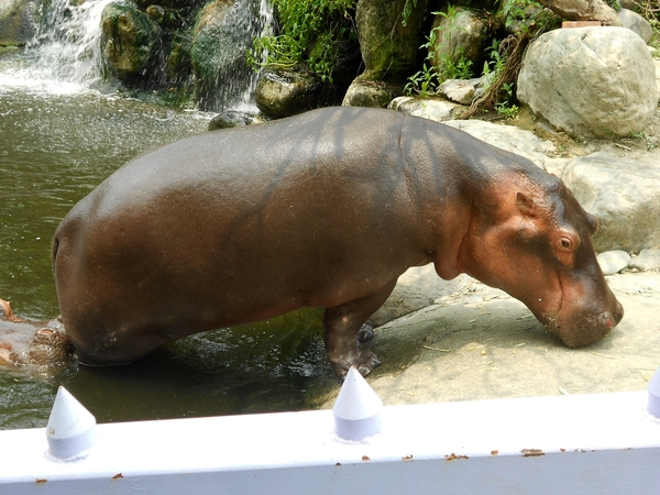 淨園休閒農場：走！來去給動物看~