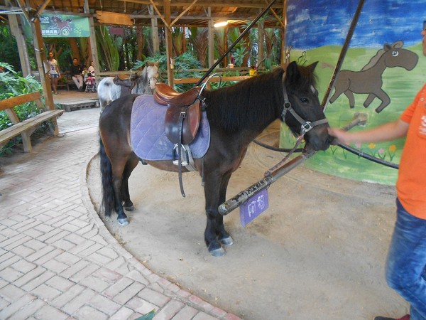 淨園休閒農場：走！來去給動物看~