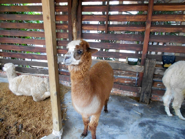 淨園休閒農場：走！來去給動物看~