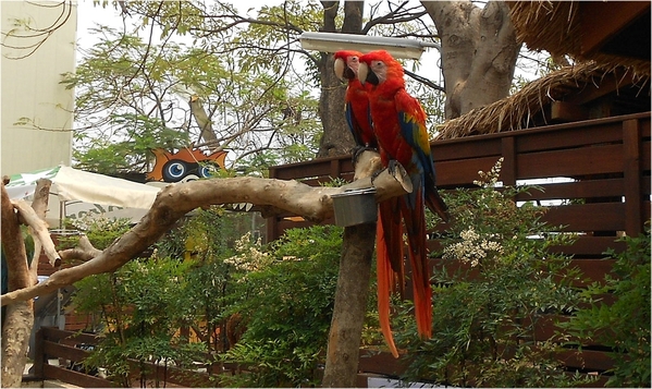淨園休閒農場：走！來去給動物看~