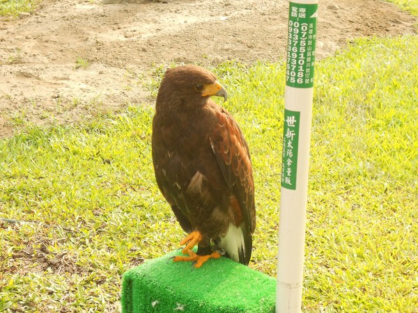 淨園休閒農場：走！來去給動物看~