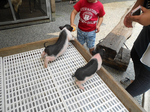 淨園休閒農場：走！來去給動物看~