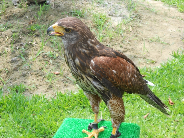 淨園休閒農場：走！來去給動物看~