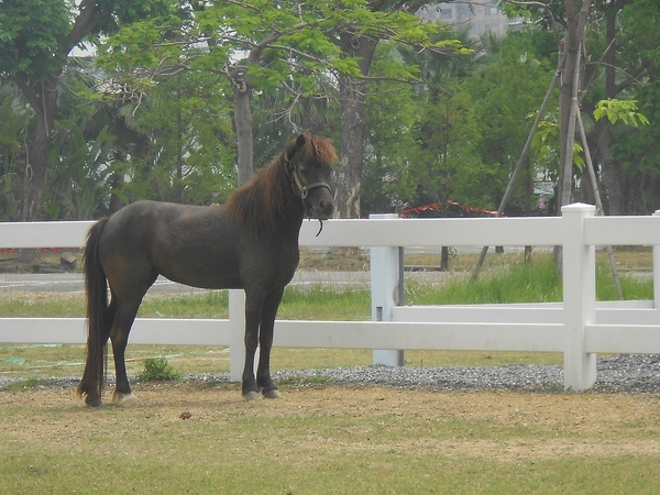淨園休閒農場：走！來去給動物看~