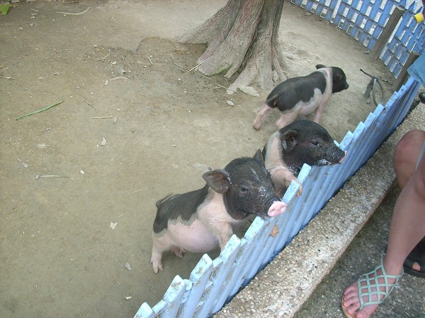 淨園休閒農場：走！來去給動物看~
