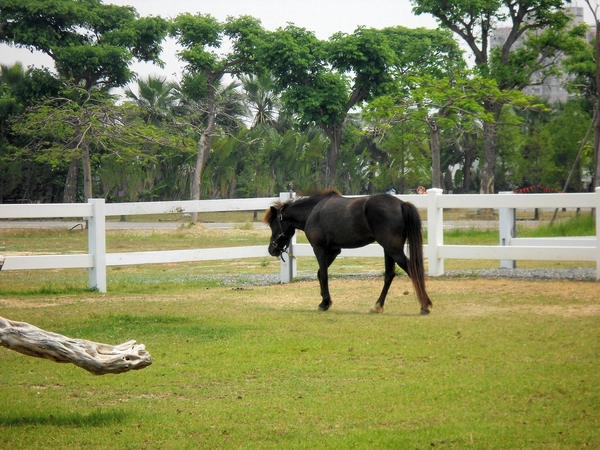 淨園休閒農場：走！來去給動物看~