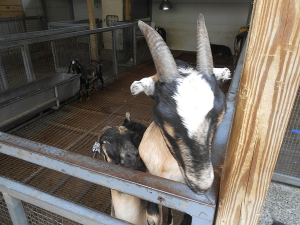 淨園休閒農場：走！來去給動物看~