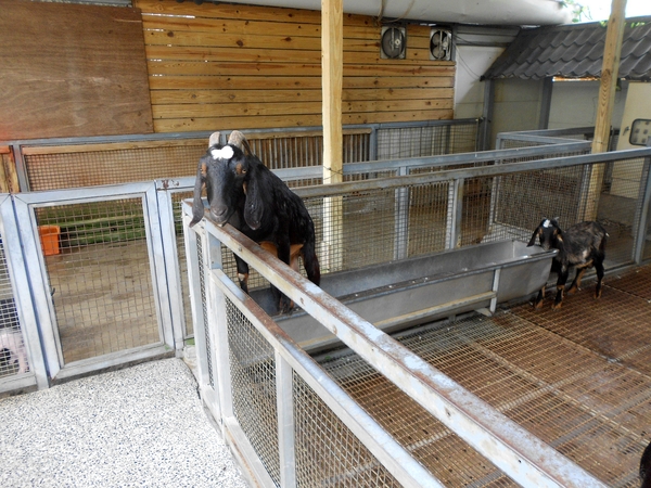 淨園休閒農場：走！來去給動物看~