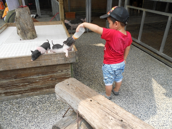 淨園休閒農場：走！來去給動物看~