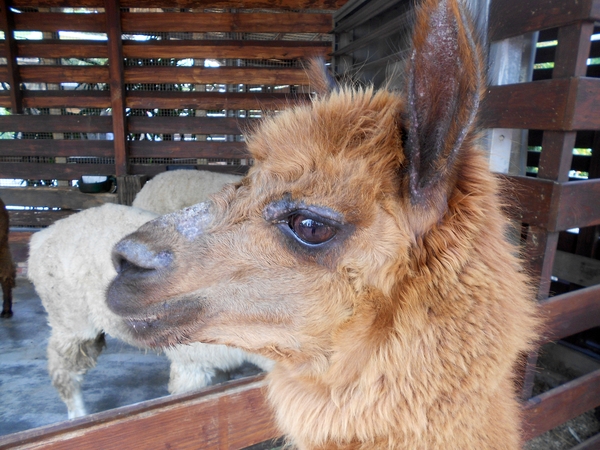 淨園休閒農場：走！來去給動物看~