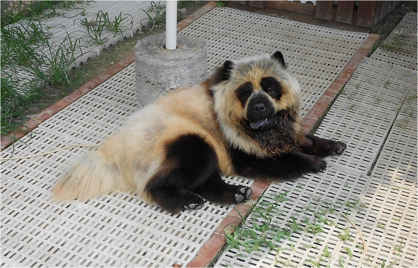 淨園休閒農場：走！來去給動物看~