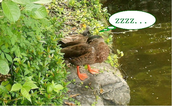 淨園休閒農場：走！來去給動物看~