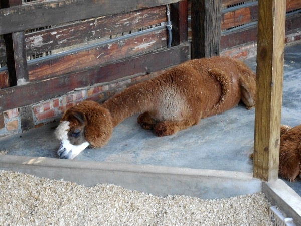 淨園休閒農場：走！來去給動物看~