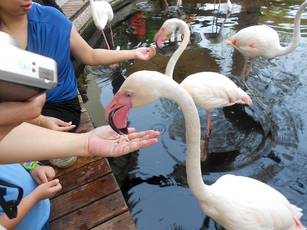 淨園休閒農場：走！來去給動物看~