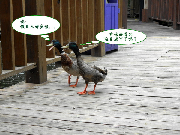 淨園休閒農場：走！來去給動物看~