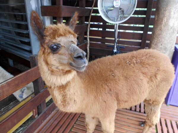 淨園休閒農場：走！來去給動物看~