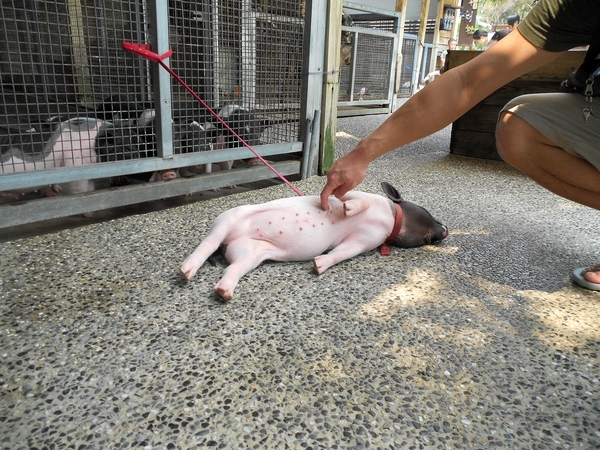 淨園休閒農場：走！來去給動物看~