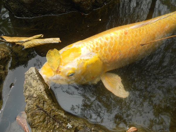 淨園休閒農場：走！來去給動物看~
