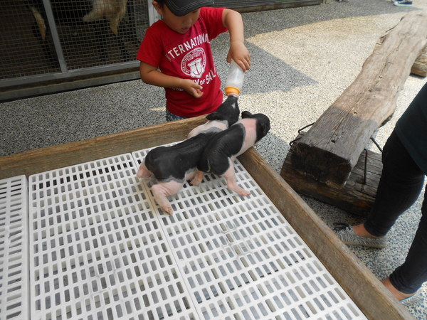 淨園休閒農場：走！來去給動物看~