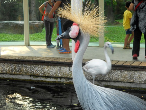 淨園休閒農場：走！來去給動物看~
