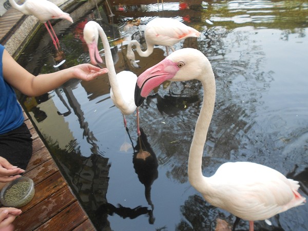 淨園休閒農場：走！來去給動物看~