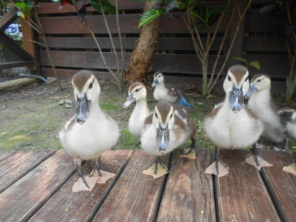 淨園休閒農場：走！來去給動物看~
