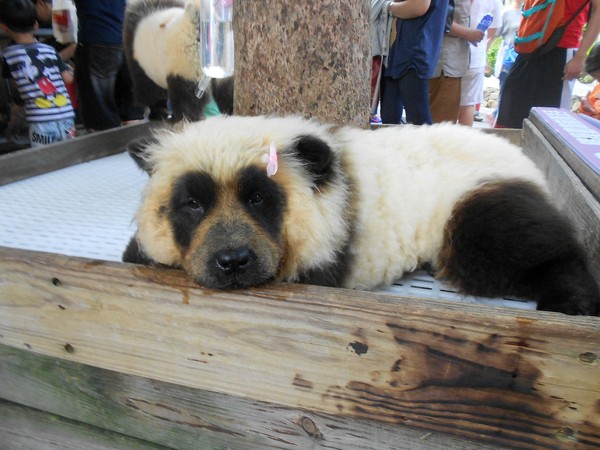 淨園休閒農場：走！來去給動物看~