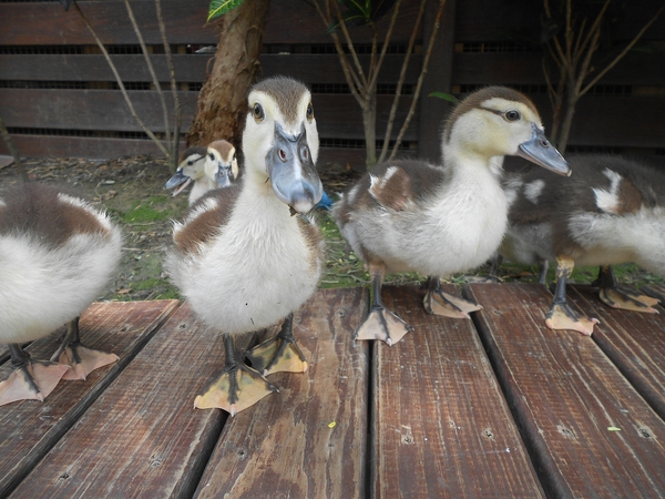 淨園休閒農場：走！來去給動物看~
