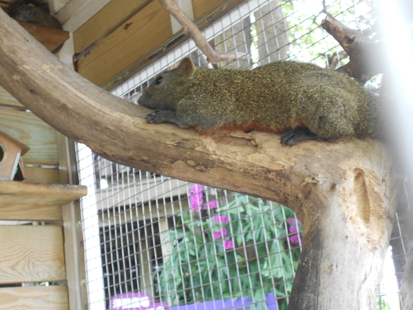 淨園休閒農場：走！來去給動物看~