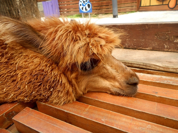 淨園休閒農場：走！來去給動物看~